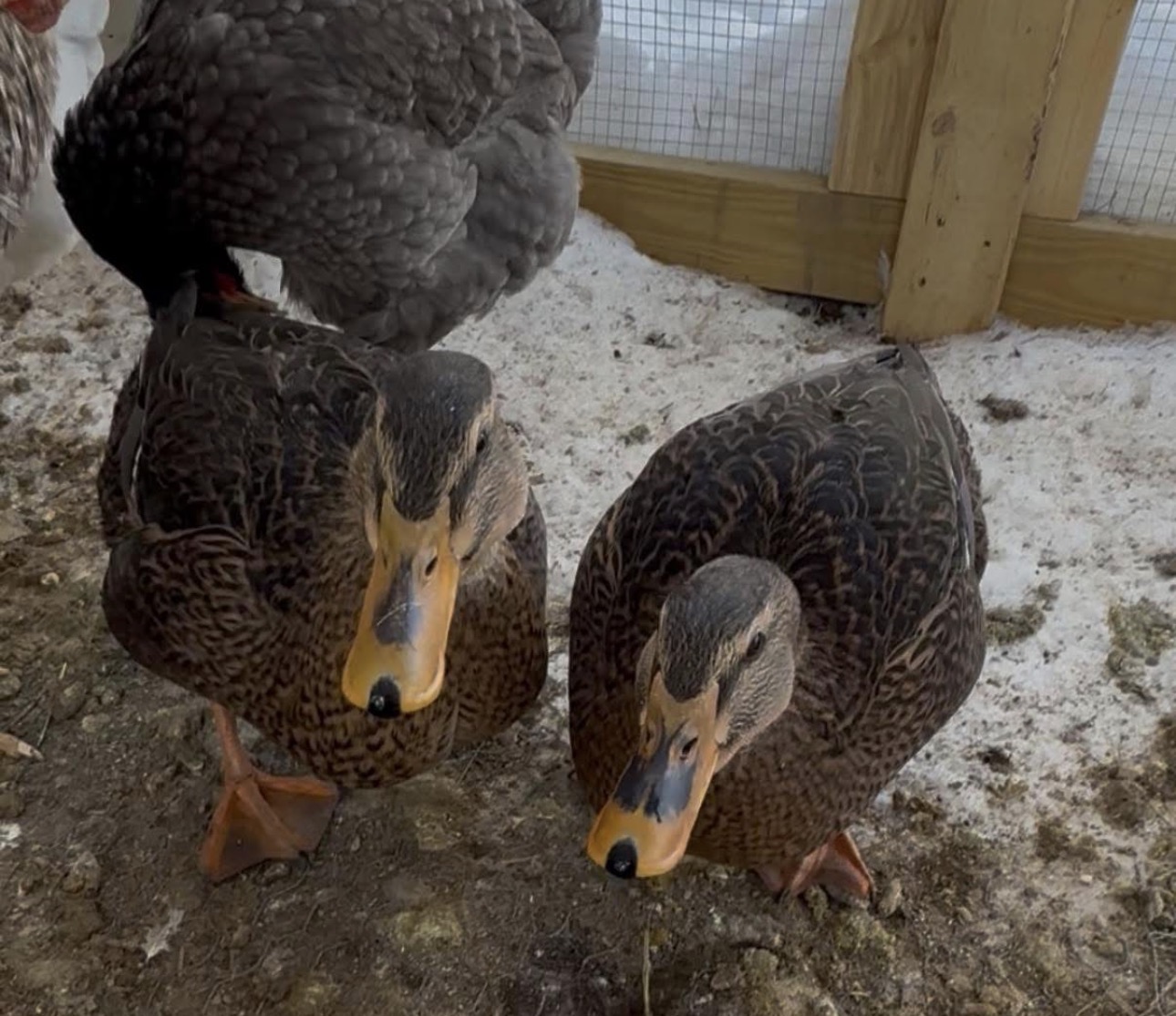 Two mallard ducks in the sanctuary pen