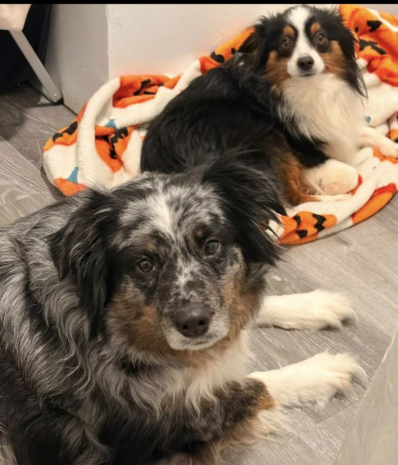 Two mini Australian shepherds resting together