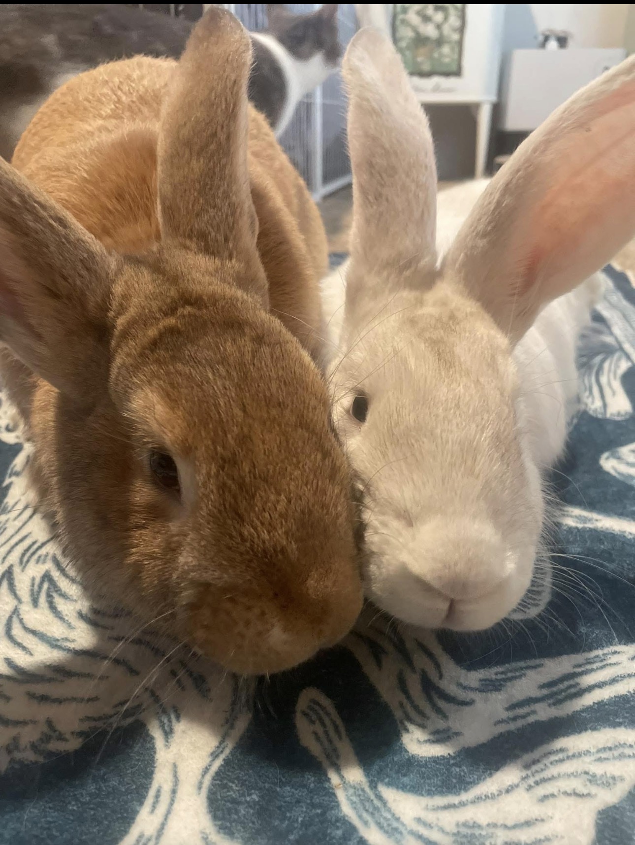 Two bunnies snuggled cheek to cheek